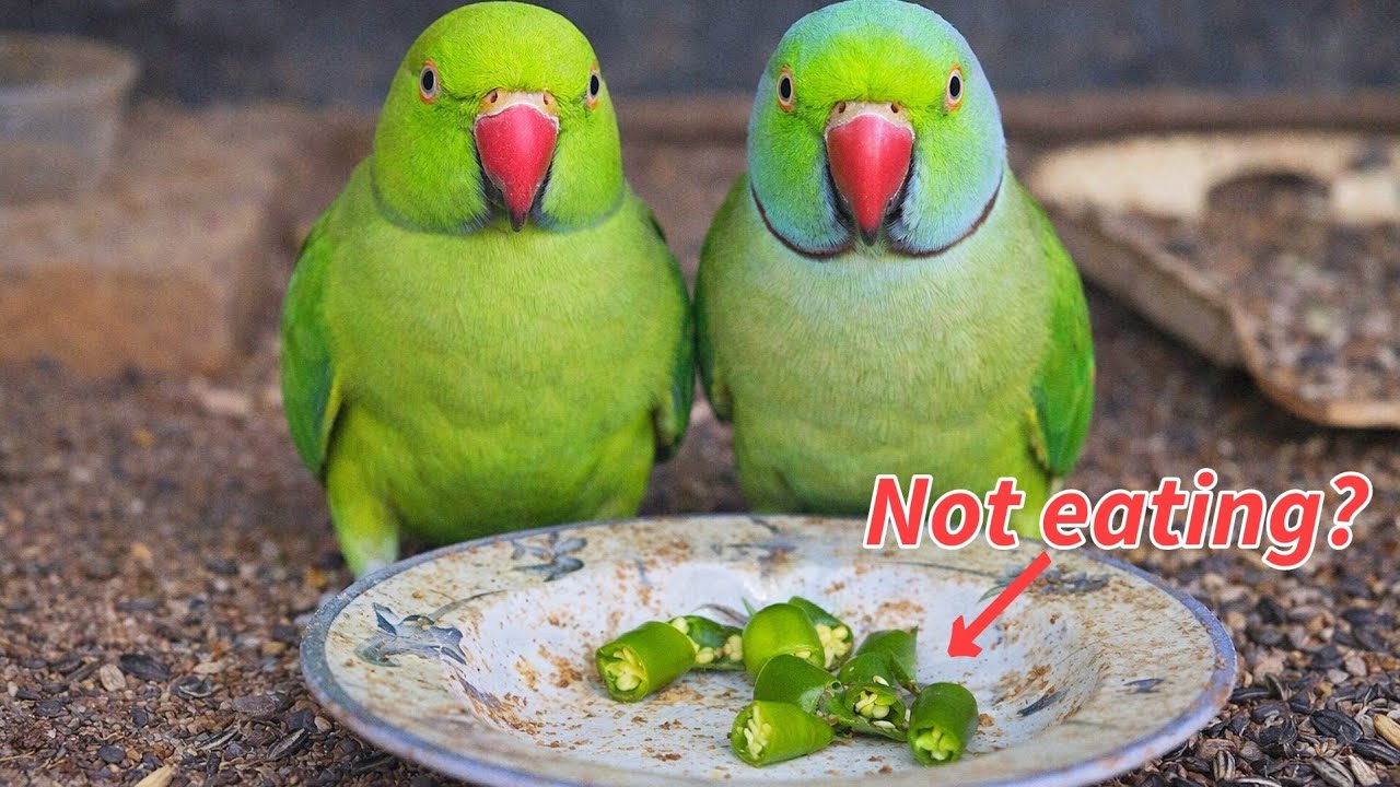PARROTS did not like green chilli | Why Parrots don't eat green chilli 