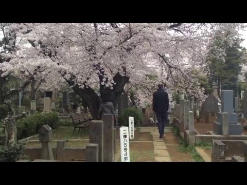 Singing Busker Busker's Cherry Blossom Ending(벚꽃엔딩) at Somei Cemetery in Tokyo, 染井霊園