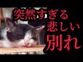 突然すぎる悲しい別れ