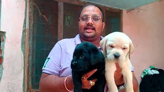 #labrador #familydog #doglover #gorakhpur #Universaldogkennel #7080979915,7236060299