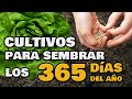 Cultivos para SEMBRAR TODO EL AÑO🌱 Vegetales Fáciles para Huertos Urbanos | Hemisferio Sur y Norte