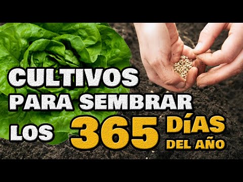 Video: Verduras Que No Son Demasiado Tarde Para Sembrar En Verano