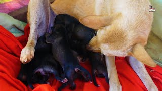 Newborn puppies crying loudly hungry milk, mother dog give breastfeeding them
