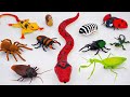🦈Toy ASMR🦈RC Tarantula Spider &amp; RC Snake &amp; RC LadyBug, Insect ASMR Satisfying with Unboxing