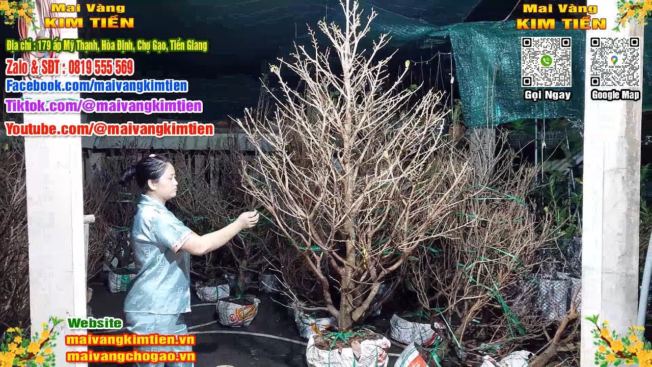 Mai Vàng Nhiều Nụ Đón Tết Bao Ship Toàn Quốc - Mai Vàng Kim Tiền Chợ Gạo