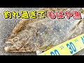 漁師が使うルアーで釣りしたら衝撃的な連発だった【初心者でも釣れる】ボウズ逃れにお使い下さい