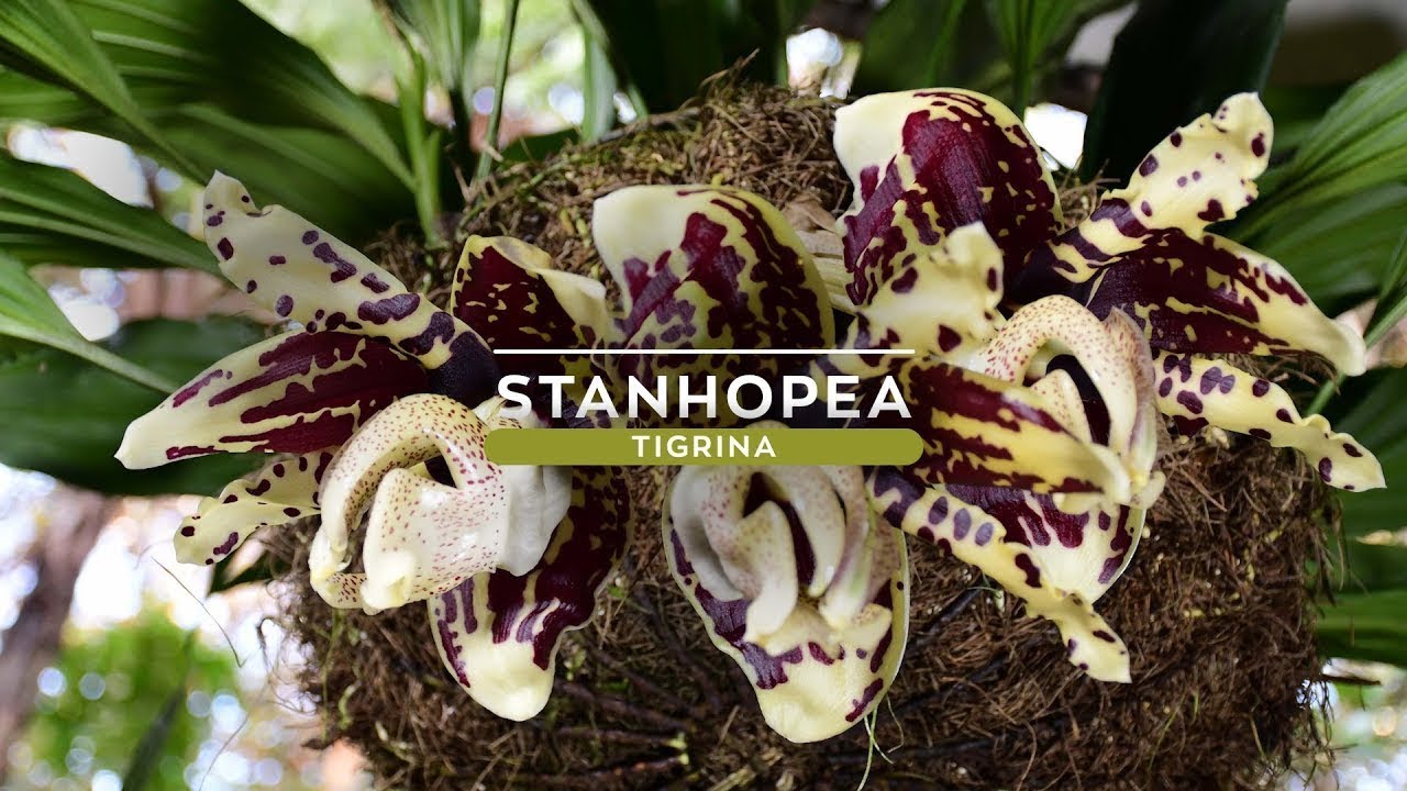 Orquídea Stanhopea tigrina - thptnganamst.edu.vn