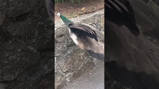 hello I’m backk #peacock #bombshell