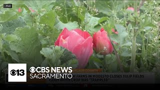 Modesto farm closes tulip fields early after crop was "trampled"