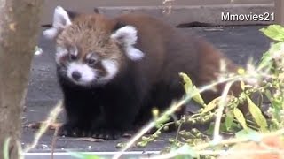 Outdoor debut of Red Panda Baby~赤ちゃんレッサーパンダ屋外デビュー