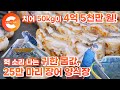 실뱀장어 50kg에 4억 5천만 원! 키우기 힘들기로 유명한 25만 마리 장어 양식장의 하루