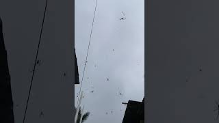 Banyak Laba2 Di Kandangnya Keysia