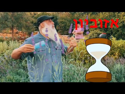 (צמחים אנטי ויראלים- אזוביון (לבנדר