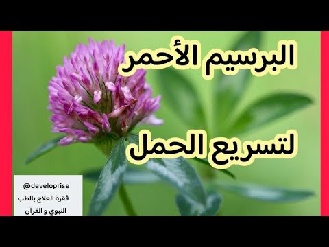 أفضل نبتة لتسريع الحمل تعرف على البرسيم الاحمر