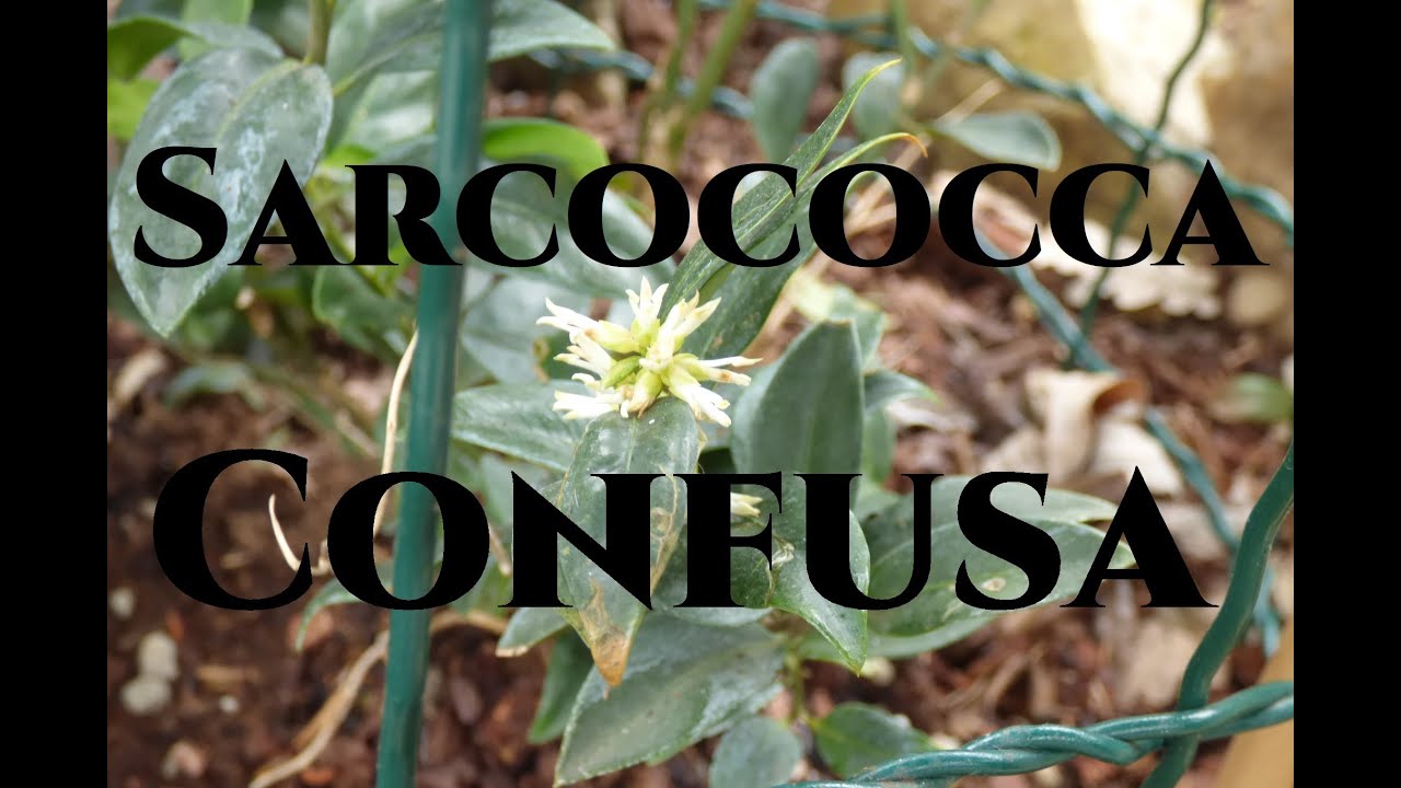 Sarcococca Confusa dal Piccolo Giardino di Monfestino Gardeners' World 2023 Giardinaggio