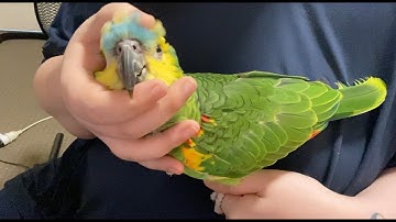 Cute Amazon parrot cuddle and pin feather grooming!