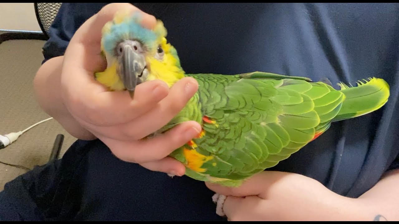 Cute Amazon parrot cuddle and pin feather grooming! YouTube