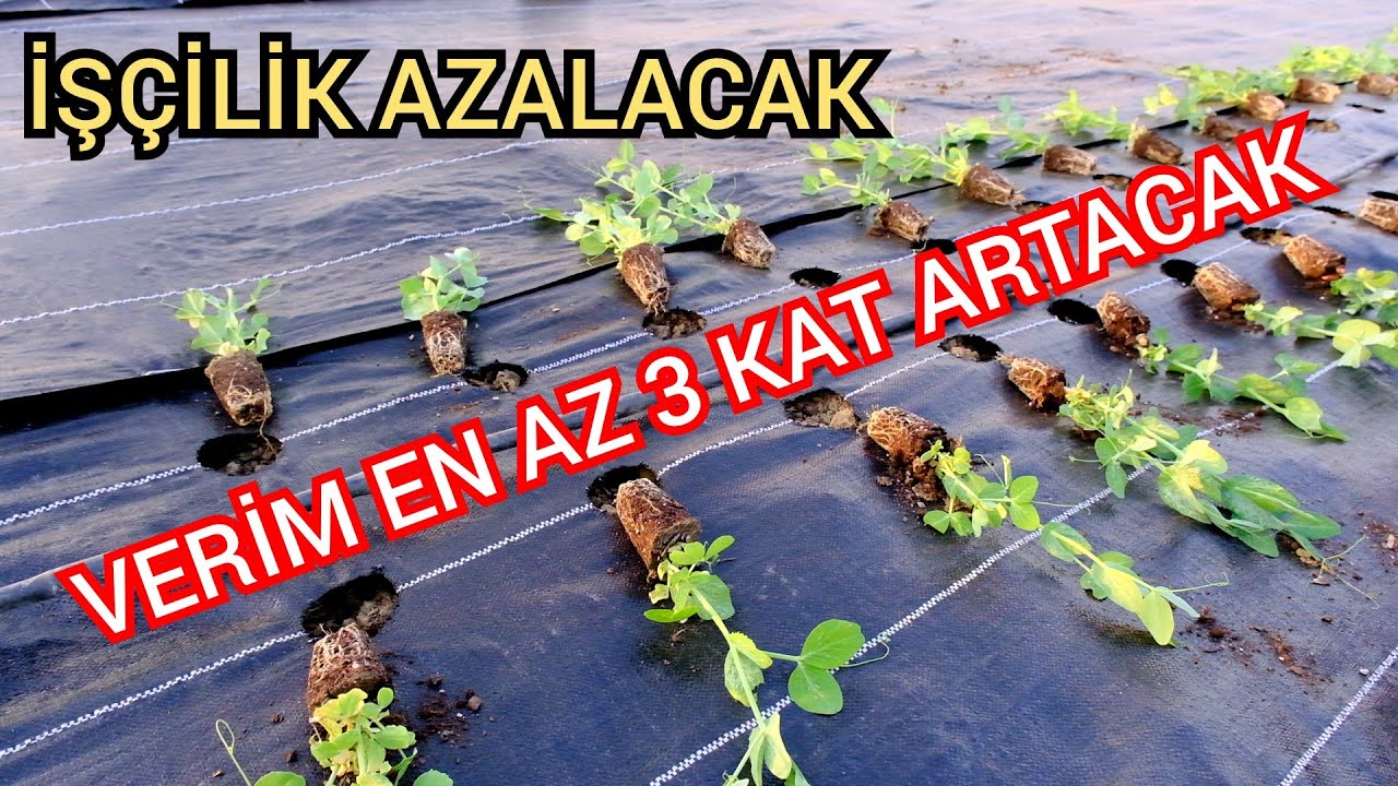 Tüm Bahçeyi Kaplarken Bir Bildiğimiz Var , Bahçede Yaptığım Yenilikler