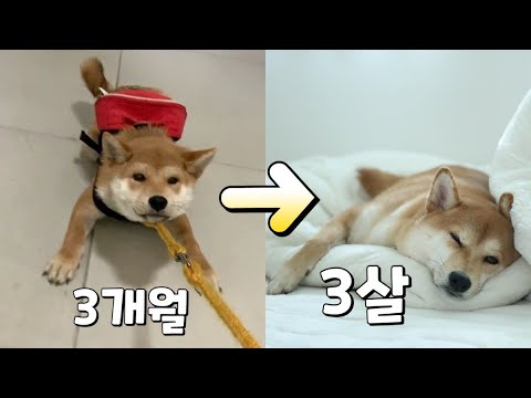   아기 시바견 성장과정 새끼 강아지부터 3살까지 파양된 강아지 입양 예쁘게 잘 자랐어요