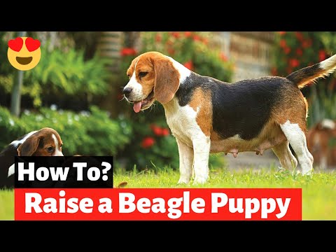 Video: 3 manieren om de geur van hondenurine te neutraliseren