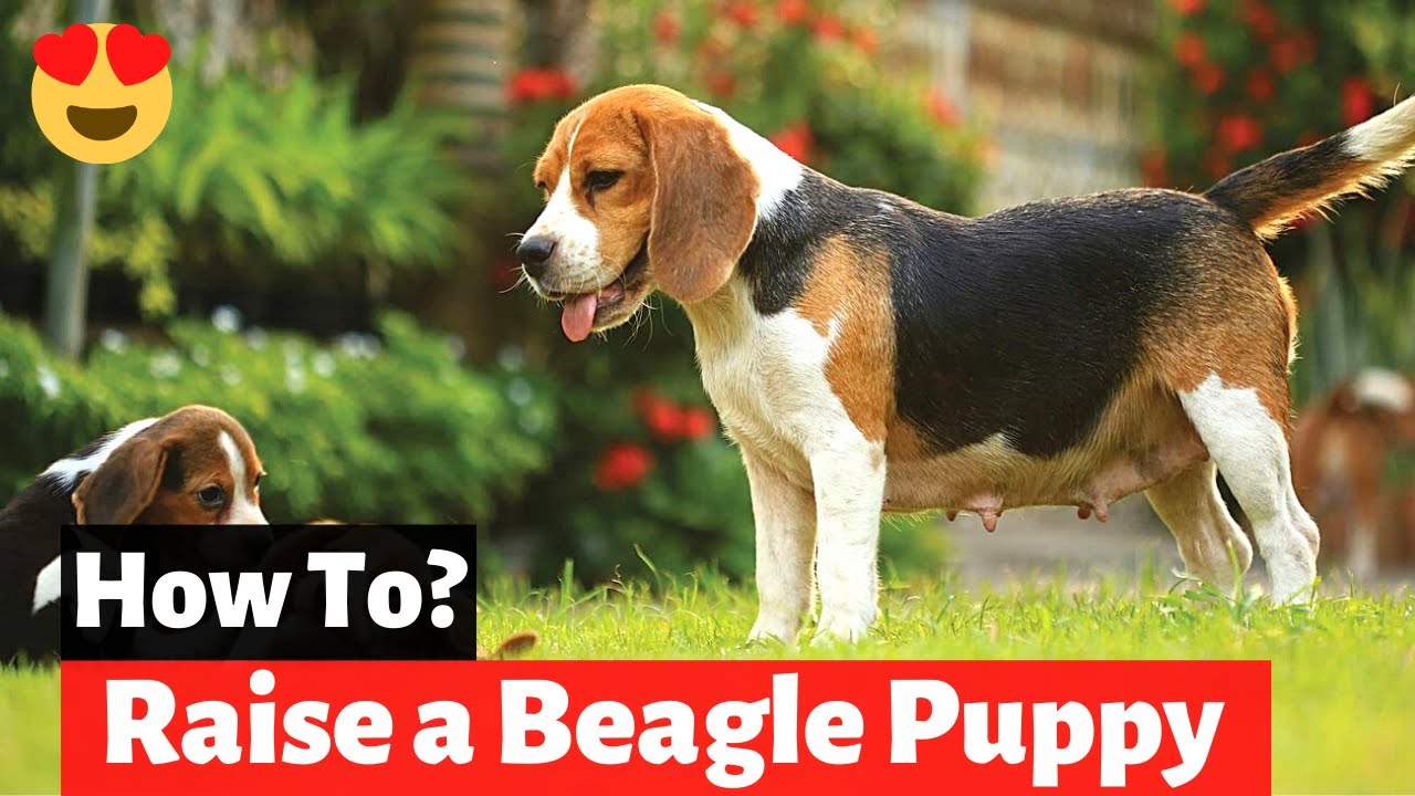 how to properly care for a beagle