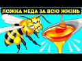 Как и зачем пчелы делают мед (и другие интересные факты о пчелах)