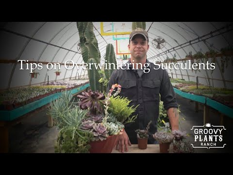 Overwintering Succulents - Tips from the expert at Groovy Plants Ranch