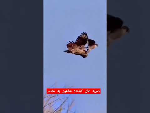 ضربه های کشنده شاهین به عقاب