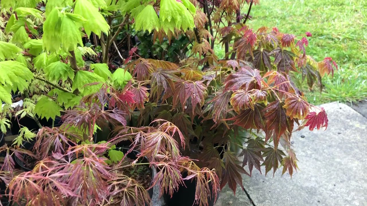 Walk through to my Japanese Acer collection garden. First rain of April.