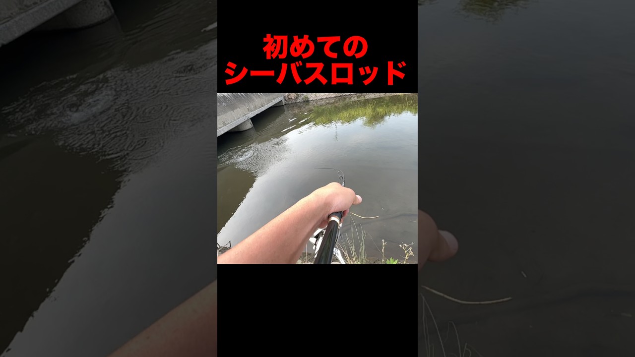 【シーバス初心者入門ロッドが購入初日から大活躍‼︎】バス釣り