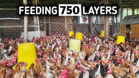 How to Feed Layer Chickens For Maximum Egg Production