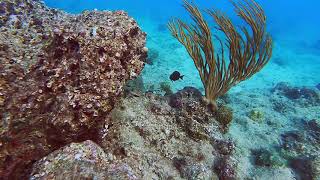 Celebrating All Over Barbados - From North Point to Folkestone Marine Park