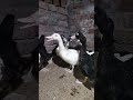 🌿 “Nature + Duck = Pure Happiness 💚”🇧🇩🦆#duck #video