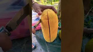 Download Lagu Split Papaya California #papaya MP3