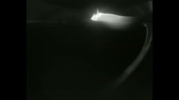 LMD (Laser Metal Deposition) lightweight structures recorded by a Xiris Weld Monitoring Camera