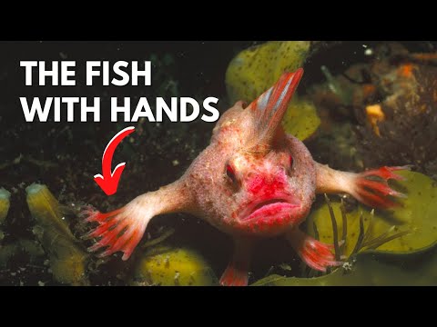 The Handfish: A Fish That Walks On the seafloor