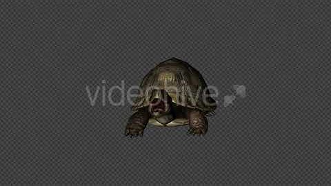 Turtle Attack Pack04 4 In 1 | Motion Graphics - Envato elements