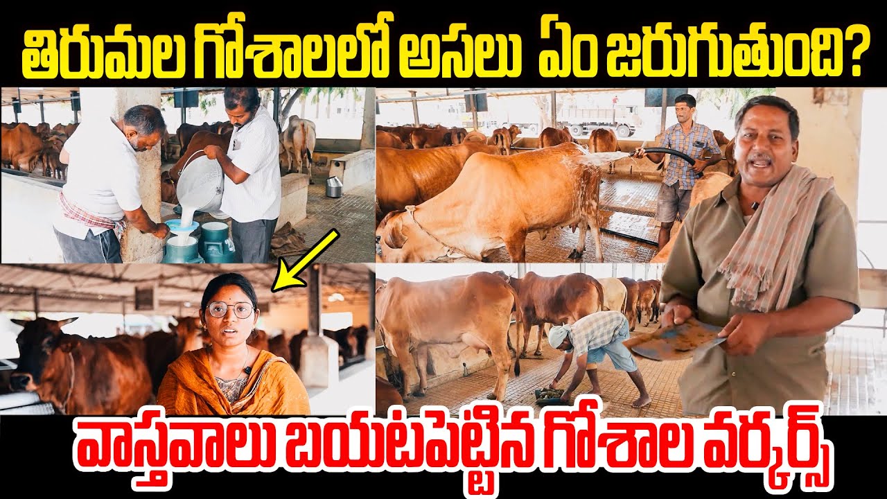 తిరుమల గోశాలలో అసలు ఏం జరుగుతుంది..? What Actually Happens in the Tirumala Goshala..? | TTD Goshala