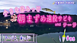 【春の投げサビキ】電気ウキでアジ夜釣りと初めてのテーラ仕掛け  Electric float night fishing using Sabiki and Sutte in the spring.