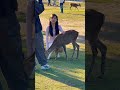 Nara Park deer 🦌 in japan #narapark