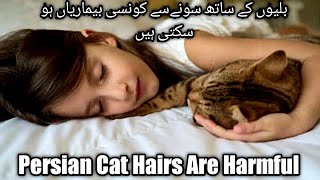 Persian Cat Hair,s Are Harmful|| Diseases Spread From Cat To Human