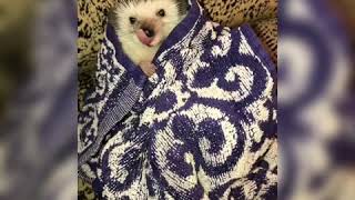 Funny angry hedgehog after bath Details