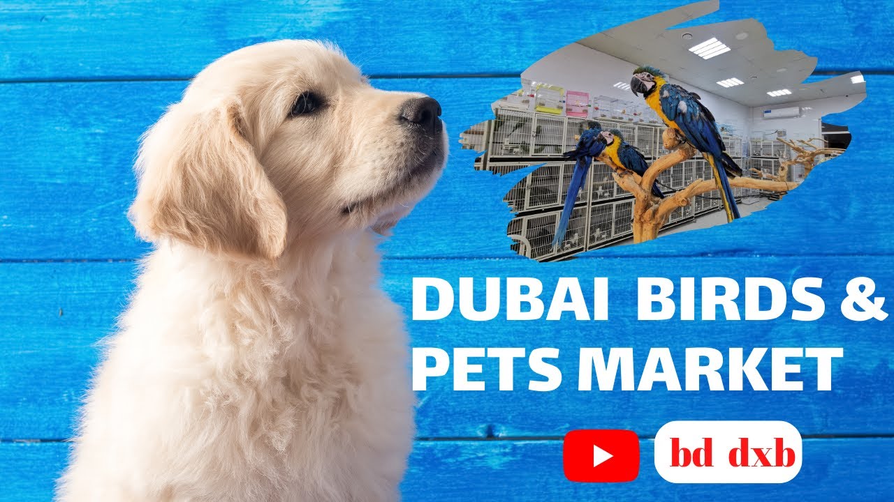 Dubai Birds & Pets Market Amazing Collection / দুবাইয়ের পশু পাখির