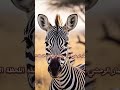 قصة الحمار الوحشي في الطبيعة لا يفوتك Shorts Animals Viralvideo Egypt Foryou 