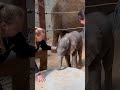 Elephant baby training