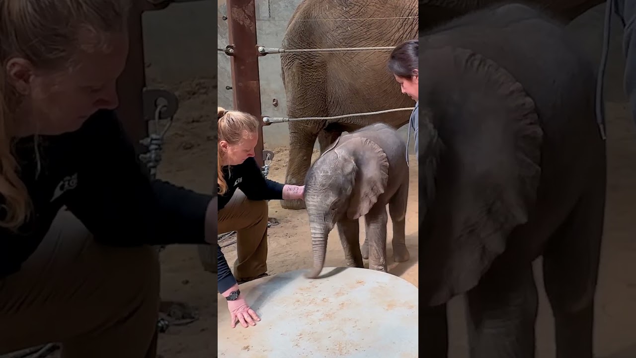 Elephant Baby Training