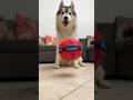 GIOCHIAMO con una PALLA ESPLOSIVA!😱💣🤯 #dog #dogs #cane #cani #phlatball