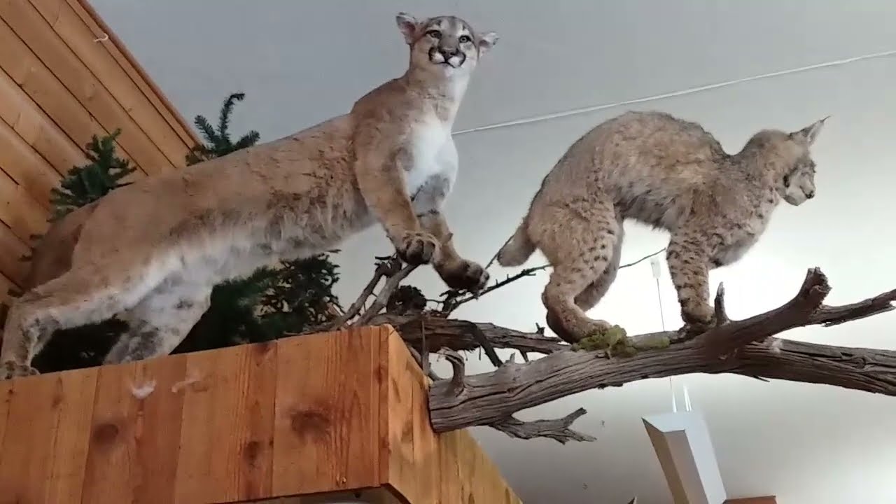 Doc Holliday Museum & Bullock's Western Store in Glenwood Springs CO |  taxidermy animals