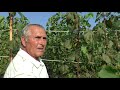 Экспедиция по садам и виноградникам Д В, участок Мартёха В  С , с  Курское, 23 08 2021 г