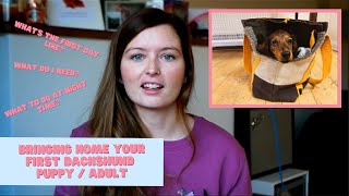 Bringing your new Dachshund puppy or adult home | Miniature Dachshund UK